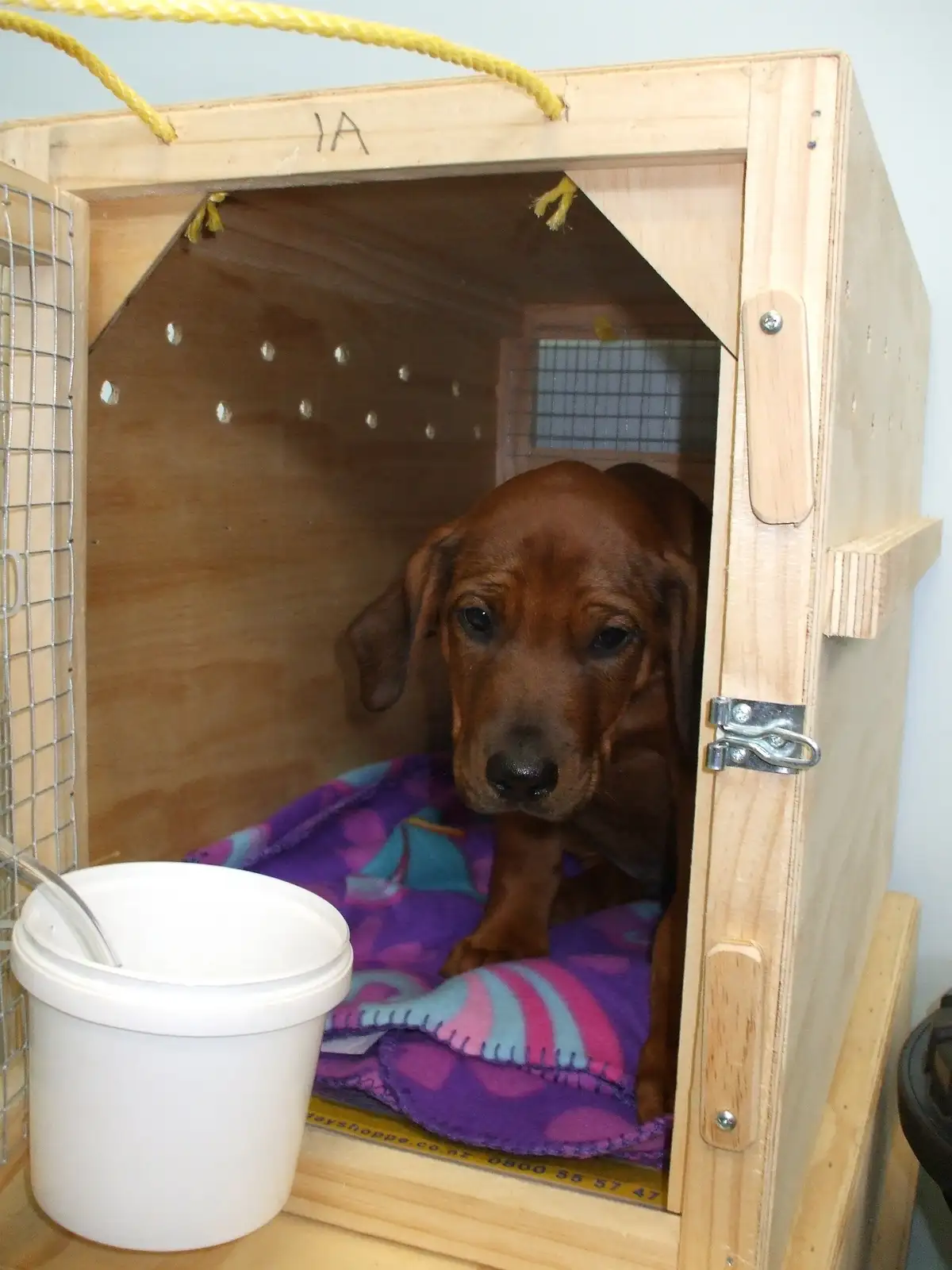 A labrador puppy in an airline-standard pet travel crate.