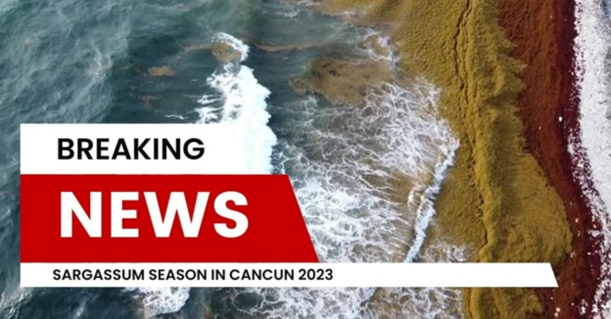 Sargassum Season In Cancun A Current Seaweed Update 2023 Feature Photo