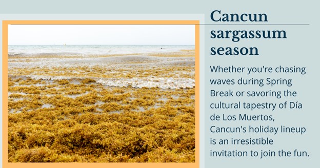 Cancun Sargassum Season